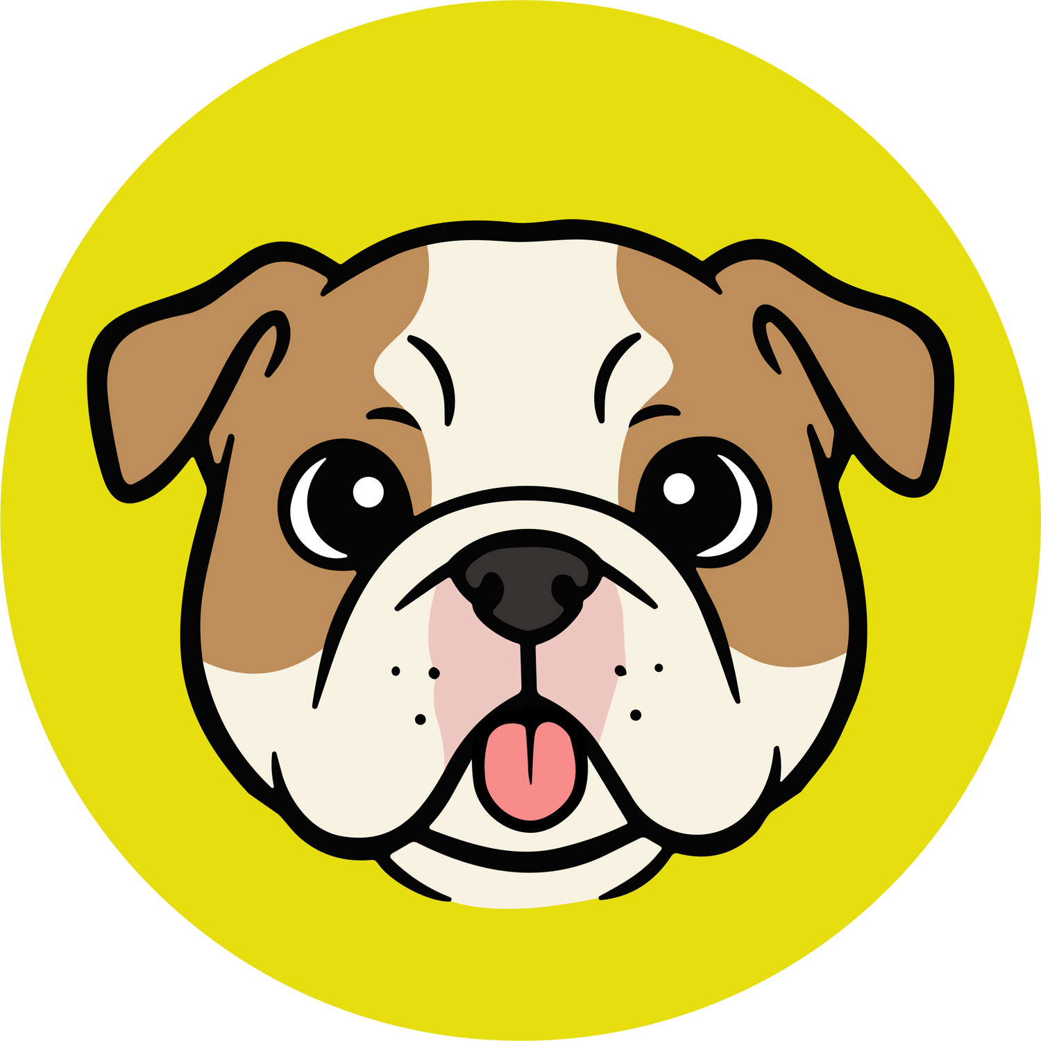 English Bull Dog Clothing & Products