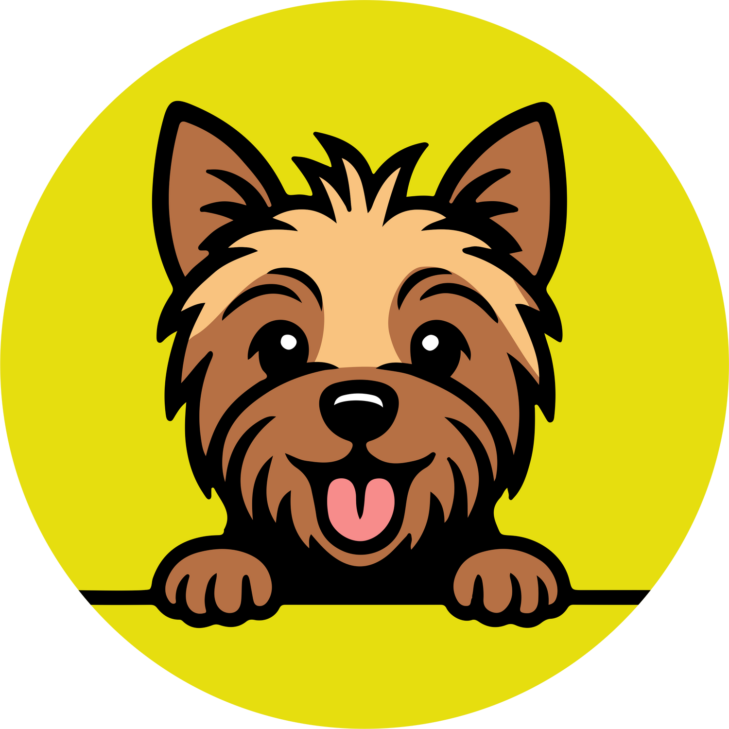 Yorkshire Terrier Clothing and Product
